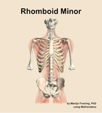 The rhomboid minor muscle of the back - orientation 13