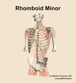 The rhomboid minor muscle of the back - orientation 14