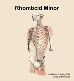 The rhomboid minor muscle of the back - orientation 15