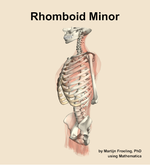 The rhomboid minor muscle of the back - orientation 16