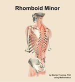 The rhomboid minor muscle of the back - orientation 3