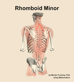 The rhomboid minor muscle of the back - orientation 4