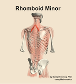 The rhomboid minor muscle of the back - orientation 6