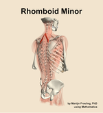 The rhomboid minor muscle of the back - orientation 7