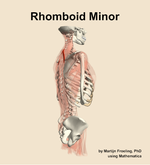 The rhomboid minor muscle of the back - orientation 8