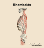 The rhomboids muscle of the back - orientation 1