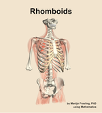 The rhomboids muscle of the back - orientation 12