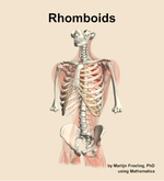 The rhomboids muscle of the back - orientation 14