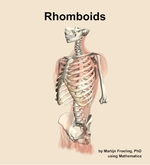 The rhomboids muscle of the back - orientation 15