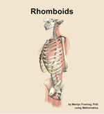 The rhomboids muscle of the back - orientation 16