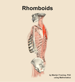 The rhomboids muscle of the back - orientation 2