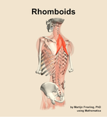 The rhomboids muscle of the back - orientation 3