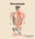 The rhomboids muscle of the back - orientation 4