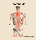 The rhomboids muscle of the back - orientation 5