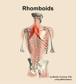 The rhomboids muscle of the back - orientation 6