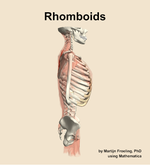 The rhomboids muscle of the back - orientation 9