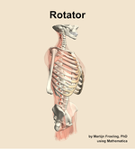 The rotator muscle of the back - orientation 10