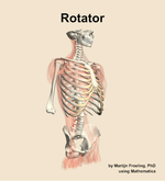 The rotator muscle of the back - orientation 11