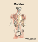 The rotator muscle of the back - orientation 12