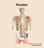 The rotator muscle of the back - orientation 13