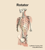 The rotator muscle of the back - orientation 15