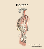 The rotator muscle of the back - orientation 16