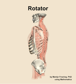 The rotator muscle of the back - orientation 2