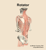 The rotator muscle of the back - orientation 3