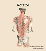 The rotator muscle of the back - orientation 6