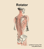 The rotator muscle of the back - orientation 7