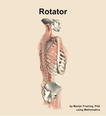 The rotator muscle of the back - orientation 8