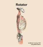 The rotator muscle of the back - orientation 9