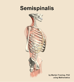 The semispinalis muscle of the back - orientation 10