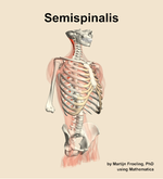 The semispinalis muscle of the back - orientation 11