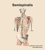 The semispinalis muscle of the back - orientation 14