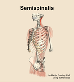 The semispinalis muscle of the back - orientation 15