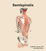 The semispinalis muscle of the back - orientation 3