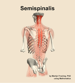 The semispinalis muscle of the back - orientation 4