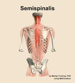 The semispinalis muscle of the back - orientation 5