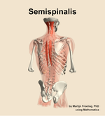 The semispinalis muscle of the back - orientation 6