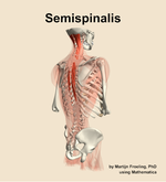 The semispinalis muscle of the back - orientation 7