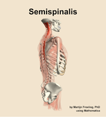 The semispinalis muscle of the back - orientation 8