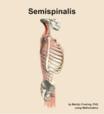 The semispinalis muscle of the back - orientation 9