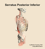 The serratus posterior inferior muscle of the back - orientation 10