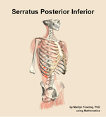 The serratus posterior inferior muscle of the back - orientation 11
