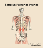 The serratus posterior inferior muscle of the back - orientation 13