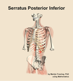 The serratus posterior inferior muscle of the back - orientation 14