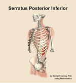The serratus posterior inferior muscle of the back - orientation 15