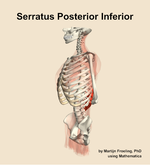 The serratus posterior inferior muscle of the back - orientation 16