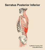 The serratus posterior inferior muscle of the back - orientation 2